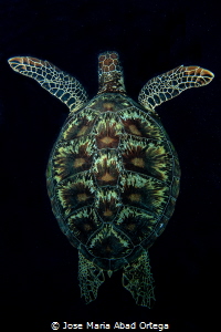 Turtle on dark by Jose Maria Abad Ortega 